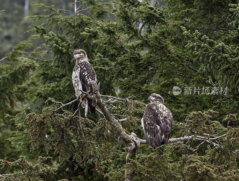 白头秃鹰(Haliaeetus leucocephalus)是一种发现于北美的猛禽。它被发现在大片开阔水域附近，那里有丰富的食物供应和可以筑巢的古老树木。阿拉斯加威廉王子湾。少年。飞行。